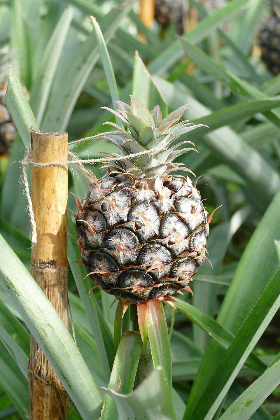 Piña cultivada en invernadero de São Miguel