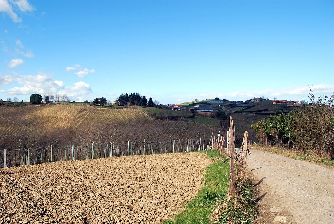 Viñedos de txakoli cerca de Getaria