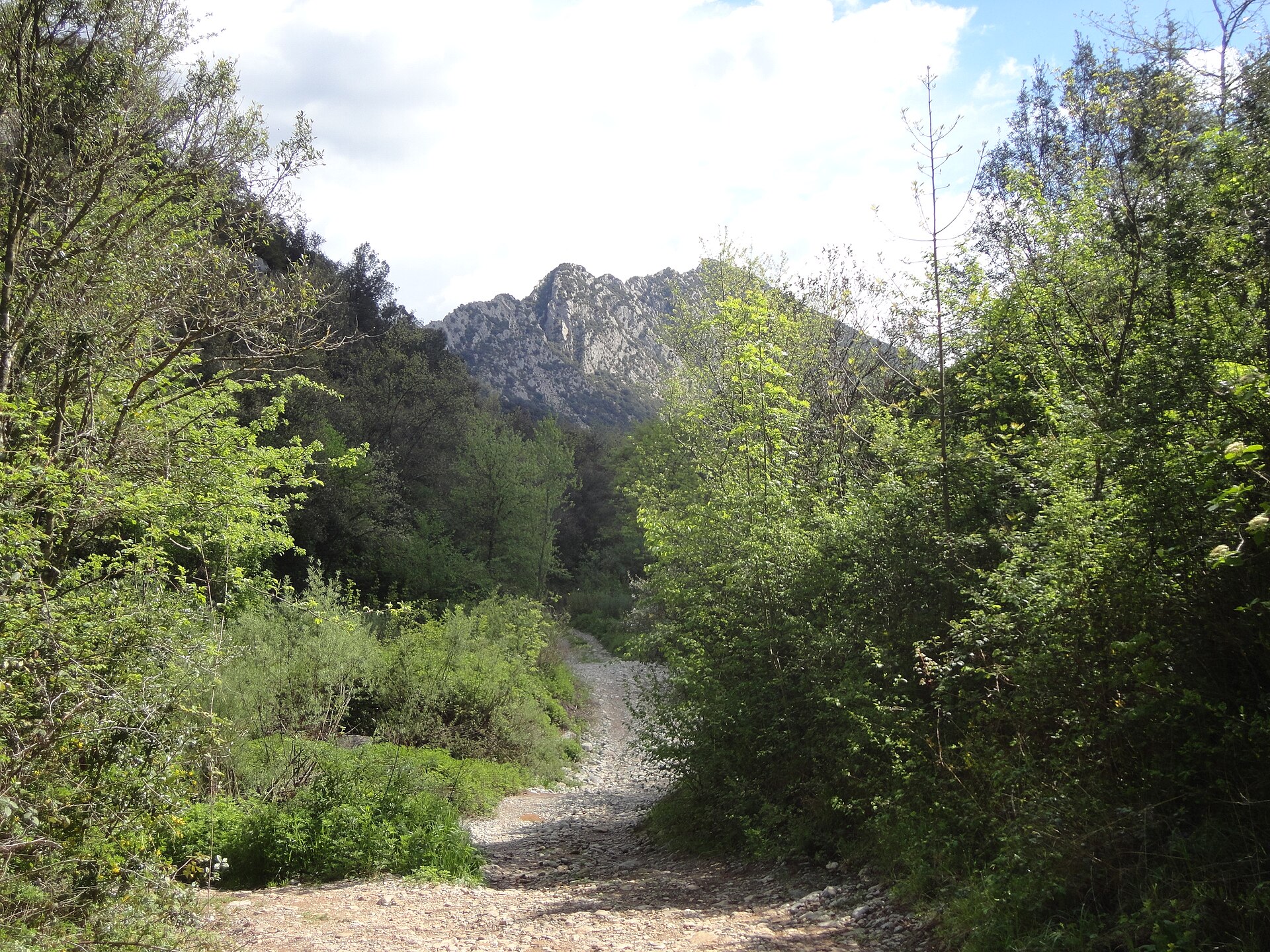 Sendero pedregoso entre bosque y crestas calizas de la Alta Garrotxa