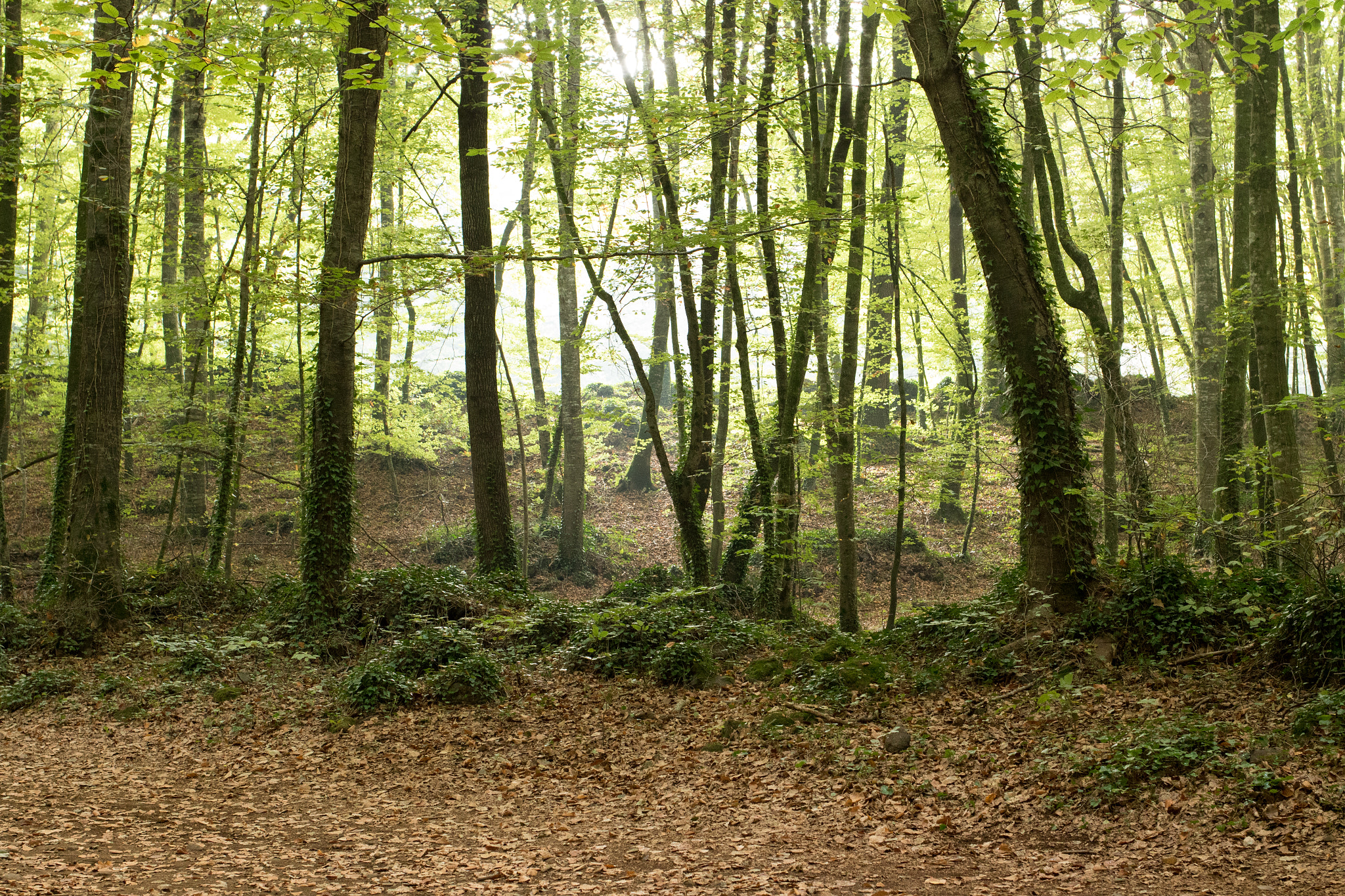 Hayedo de la Fageda d’en Jordà con troncos y suelo cubierto de hojas