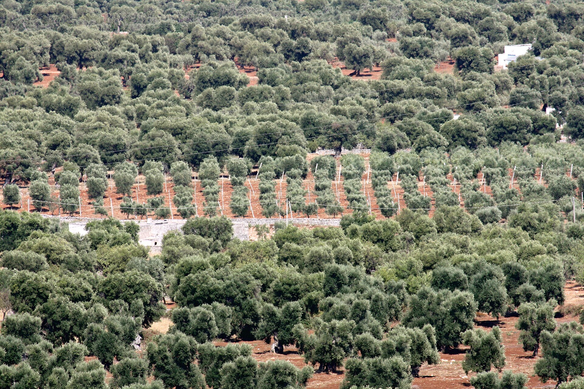 Paisaje abierto de la meseta de las Murge en Apulia